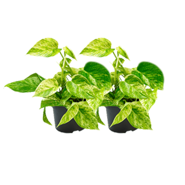 Epipremnum Marble Queen - Efeutute - Zimmerpflanze - Ø15cm - Ø12cm - 2 Stück
