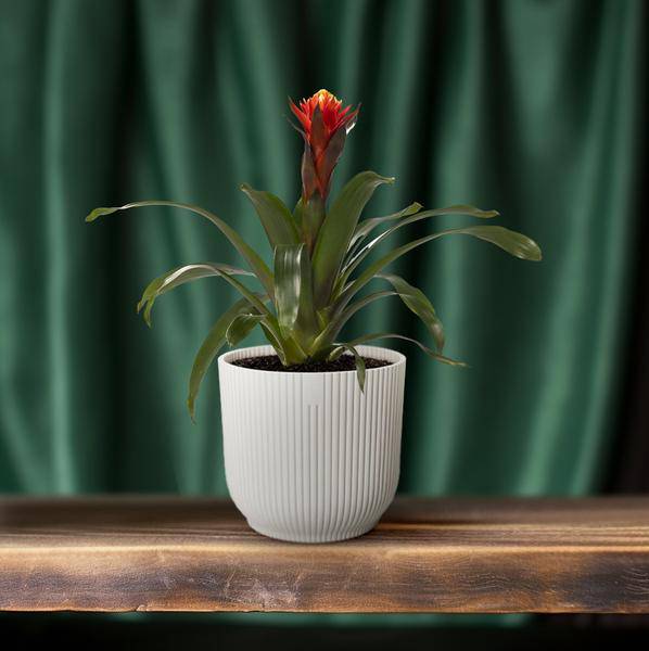 Bromelie - Guzmania Happiness - Zimmerpflanze - Ø12cm ↕45cm