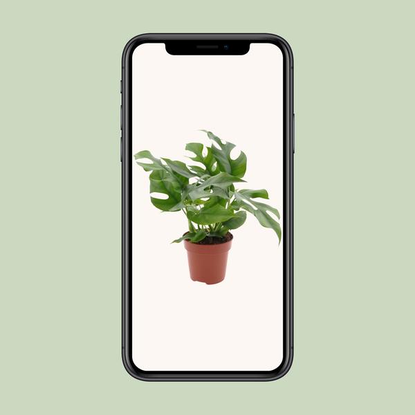 Fensterblatt - Monstera Minima - Zimmerpflanze - Ø12cm - ↕25cm