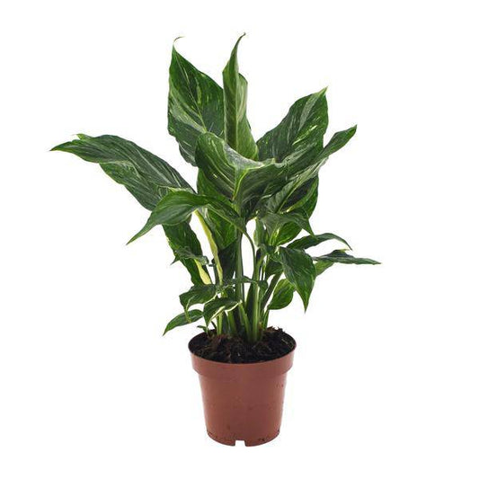 Einblatt - Spathiphyllum Diamant - Zimmerpflanze - Ø12cm - ↕40cm