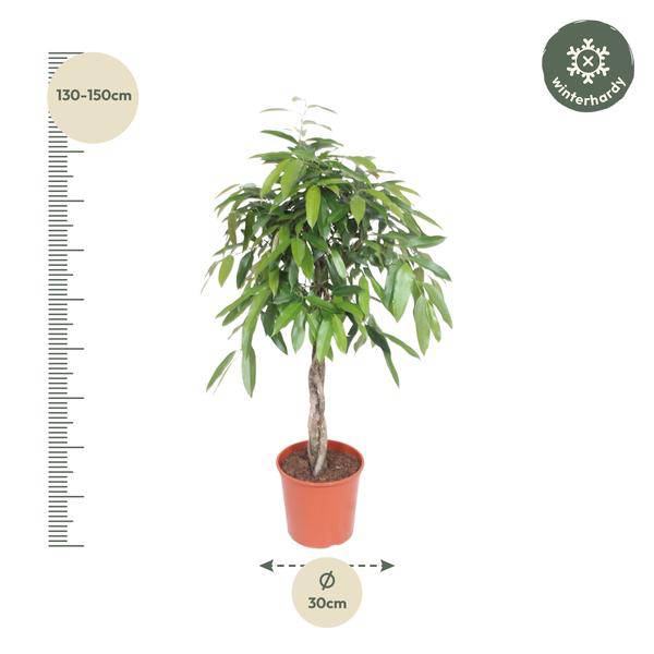 Schmalblättriger Gummibaum - Ficus binnendijkii Amstel King - Zimmerpflanze - 140cm - ø30cm