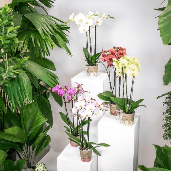 Überraschungsbox mit 4 verschiedenen Kolibri Orchideen – 12cm – Zimmerpflanzen-Set – Frisch vom Bauern – Perfekt als Geschenk oder für Orchideenfans