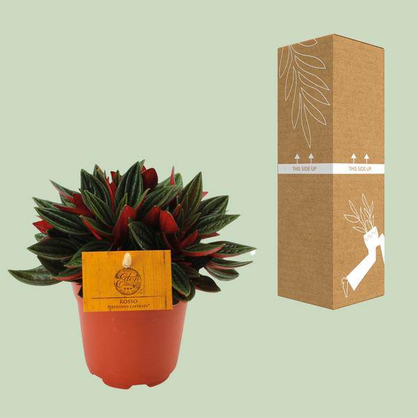 Peperomia caperata 'Rosso' – Zierpfeffer Zimmerpflanze – Ø11cm – ca. 15cm hoch – Kompakte Blattschmuckpflanze mit roter Unterseite – Pflegeleicht & dekorativ