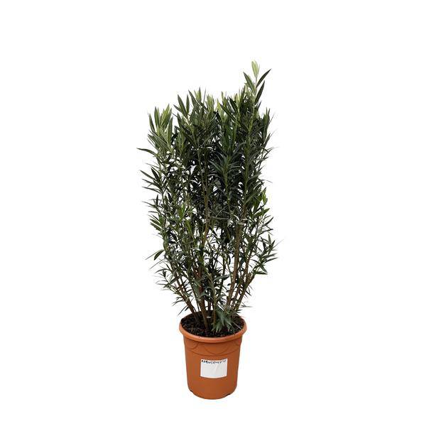 Rosenlorbeer – Nerium Oleander Strauch 180cm – Ø40cm – Immergrüne Kübelpflanze mit duftenden Blüten – Mediterrane Zierpflanze für Garten, Terrasse & Balkon – Pflegeleicht