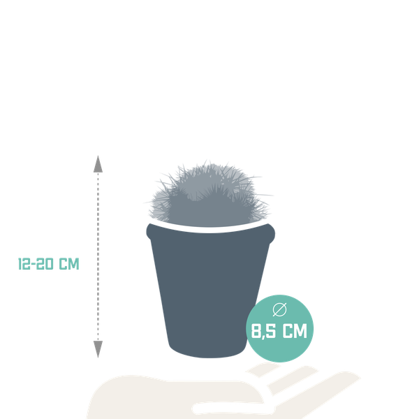Kaktus - Bolcactus - Mix - 8,5 cm - Zimmerpflanze - im Terrakotta-Topf
