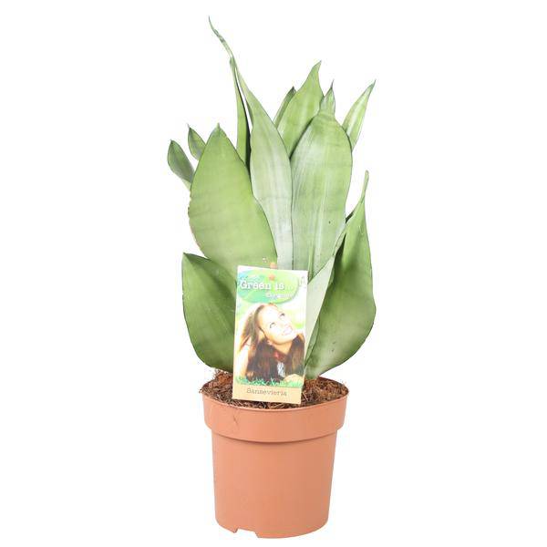 Bogenhanf Sansevieria Moonshine – Zimmerpflanze – Ø14cm – ca. 40cm hoch – Silbergrüne, robuste Blätter – Pflegeleicht & anpassungsfähig