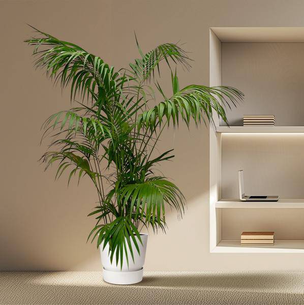 Kentia-Palme – Howea forsteriana – Zimmerpflanze 260cm – Ø35cm – XXL-Palme mit eleganten dunkelgrünen Wedeln – Exklusive Kübelpflanze für Wohnzimmer, Büro & Wintergarten – Pflegeleicht