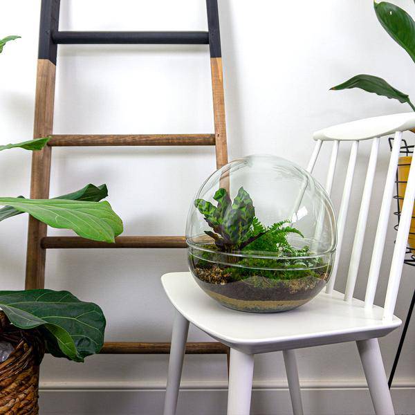 Flaschengarten DIY Bausatz – Terrarium Kuppel XL – Ø30cm – Autarkes Mini-Ökosystem – Komplett-Set mit Pflanzen, Moos & Schritt-für-Schritt-Anleitung – Nachhaltiges Geschenk