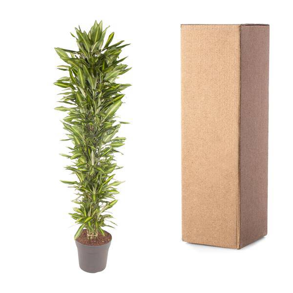 Drachenbaum - Dracaena Cintho - Zimmerpflanze - 210cm - ø40cm