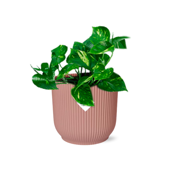 Efeutute - Epipremnum Pinnatum 'Aureum' - Zimmerpflanze + Topf Vibes Fold 14cm Rosa