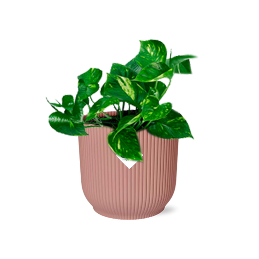 Efeutute - Epipremnum Pinnatum 'Aureum' - Zimmerpflanze + Topf Vibes Fold 14cm Rosa