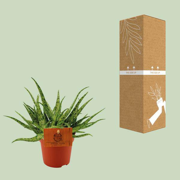 Sukkulente - Aloe Spider - Zimmerpflanze - Ø10.5cm - ↕15cm