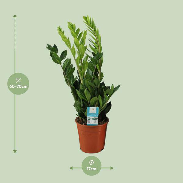 Glücksfeder - Zamioculcas Zamiifolia - Zimmerpflanze - Ø17cm - ↕65cm