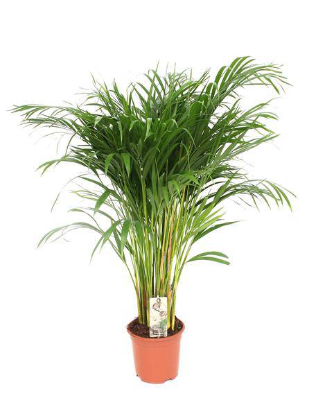 Betelpalme (Dypsis Lutescens) – Areca-Palme – Zimmerpflanze – Ø21cm Topf – ↕110cm – Luftreinigende Goldpalme – Pflegeleicht – Halbschatten