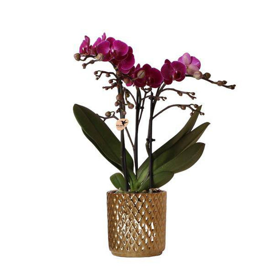 Phalaenopsis-Orchidee – Morelia – Fliederfarben – Ø9cm – ca. 35cm hoch – Inkl. goldener Diamond-Ziertopf – Blühende Zimmerpflanze mit 2–3 Zweigen