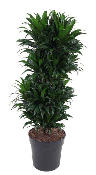 Drachenbaum - Dracaena Compacta - Zimmerpflanze - Ø27cm - ↕100cm