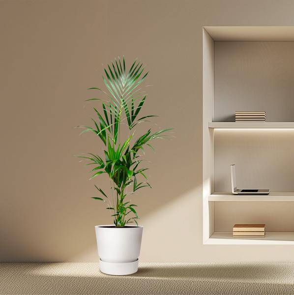 Kentia-Palme – Howea forsteriana – 180 cm hoch – Ø24 cm-Topf – Elegante Zimmerpalme – Luftreinigend & pflegeleicht – Für Wohnzimmer, Büro & Wintergarten