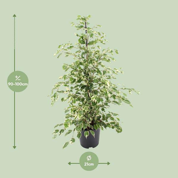 Bikrenfeige Ficus benjamina 'Twilight' – Zimmerpflanze – ca. 95cm Höhe – Eleganter, grüner Blickfang für helle Innenräume