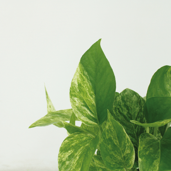 Efeutute - Epipremnum Marble Queen - Ø12cm - ↕15cm - 4 Stück