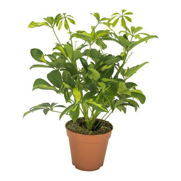 Strahlenaralie - Schefflera Gerda - Zimmerpflanze - Ø13cm - ↕35cm