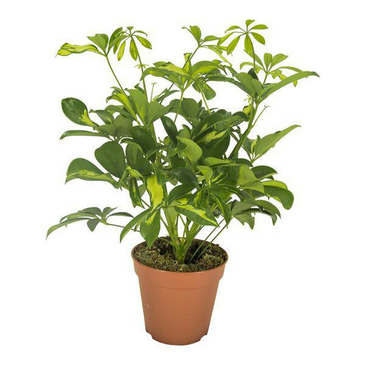 Strahlenaralie - Schefflera Gerda - Zimmerpflanze - Ø13cm - ↕35cm
