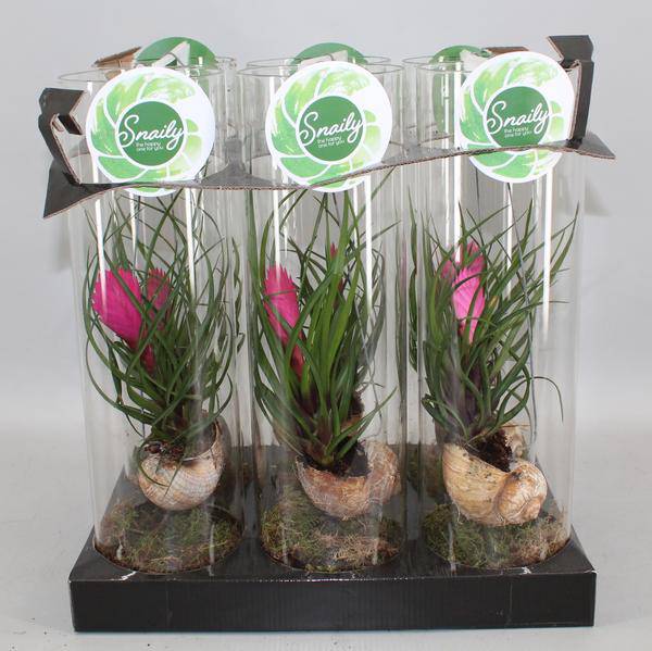 Blaue Tillandsie - Tillandsia Cyanea - Zimmerpflanze - Ø11cm - ↕38cm