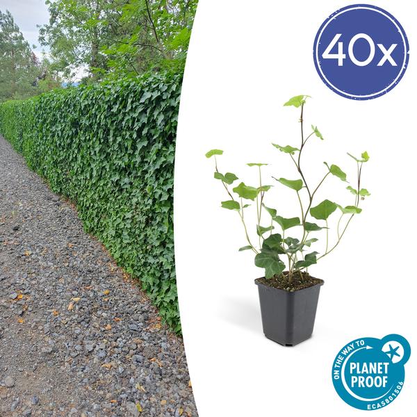Großblättriger Irischer Efeu - Hedera Hibernica - ↕10-25cm - Ø9cm - 40 Stück