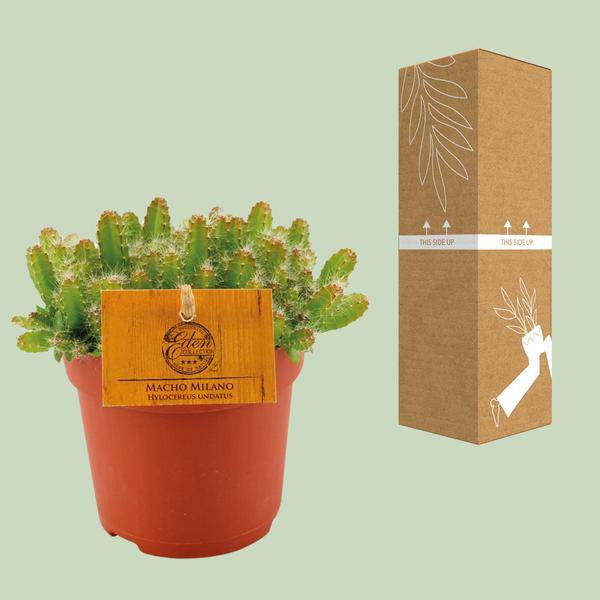 Drachenfrucht - Hylocereus Undatus - Kaktus - Dragonfruit - Zimmerpflanze - Ø11cm - ↕15cm