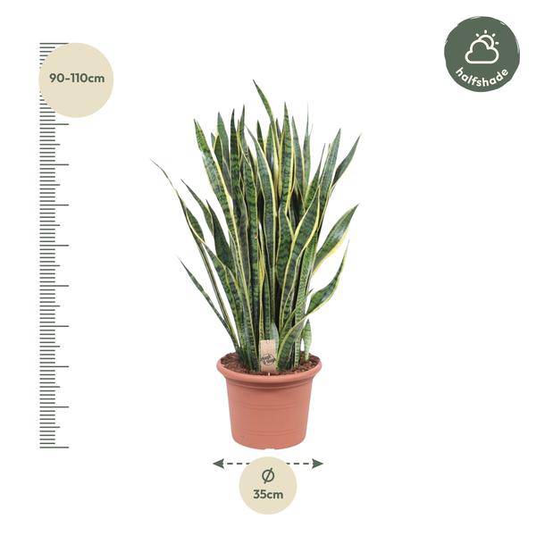 Bogenhanf – Sansevieria Laurentii – Zimmerpflanze 100cm – Ø35cm – Pflegeleichte Grünpflanze mit gelbem Rand – Luftreinigende Schlangenpflanze für Wohnzimmer, Büro & Schlafzimmer