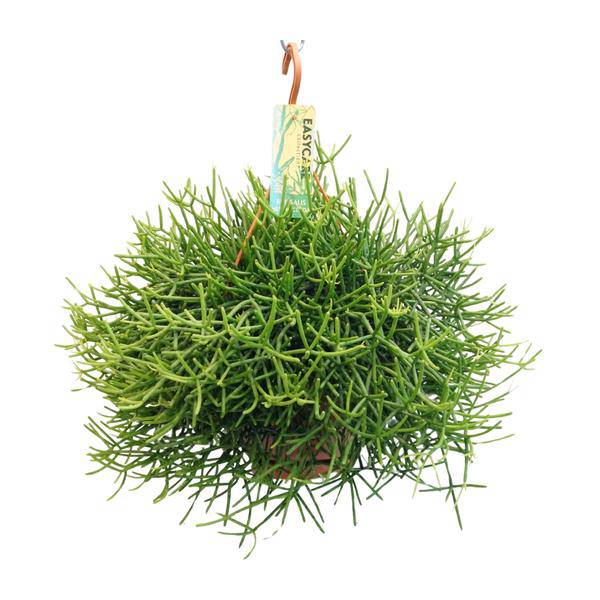 Peitschenkaktus - Rhipsalis Heteroclada - Zimmerpflanze - Ø21cm - ↕40cm