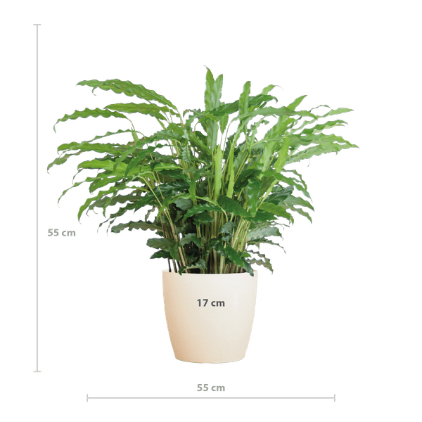 Calathea Rufibarba Korbmarante – Zimmerpflanze Ø17cm – ca. 55cm hoch – samtige Blätter – inkl. Viber Weiß Topf
