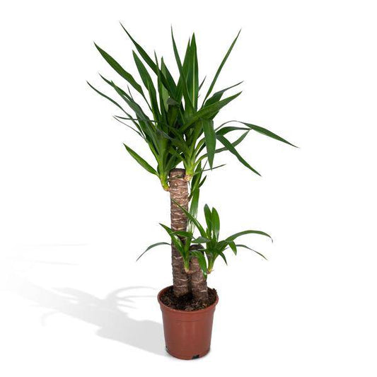 Palmlilie (Yucca Elephantipes) – Zimmerpflanze – Ø17cm Topf – ↕85cm – Sonnenliebende Yucca – Pflegeleicht & Trockenheitsresistent – Tropisches Flair für Innenräume