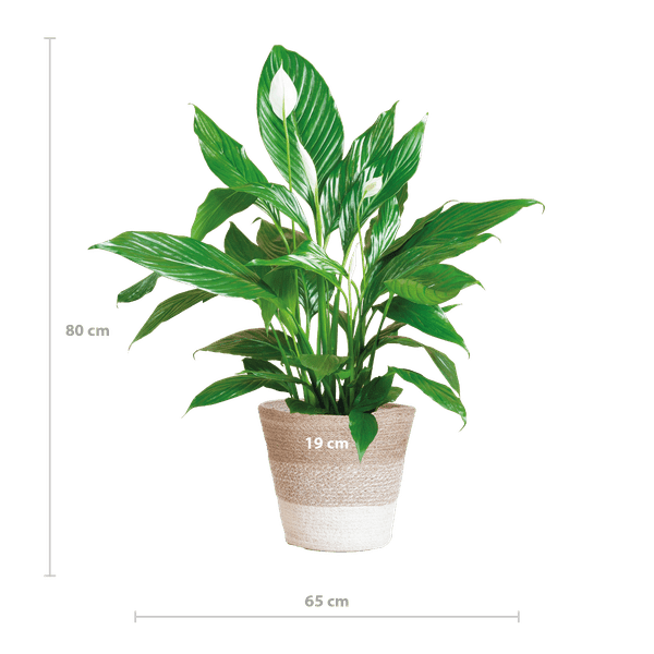 Scheidenblatt – Spathiphyllum – ↕80 cm – Ø21 cm-Topf + Weißer Korb „Lissabon“ – Zimmerpflanze mit weißen Blüten – Luftreinigend & pflegeleicht