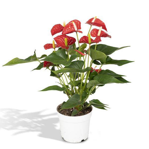 Flamingoblume - Anthurium Rot - Zimmerpflanze - Ø17cm - ↕55cm – Elegante rote Blüten – Pflegeleichte Zimmerpflanze