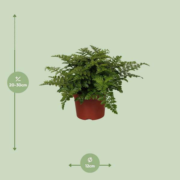 Nestfarn - Asplenium Parvati - Zimmerpflanze - Ø12cm - ↕25cm