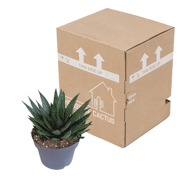 Gasterie - Gasteria 'd Due - Zimmerpflanze - Sukkulente - 17cm