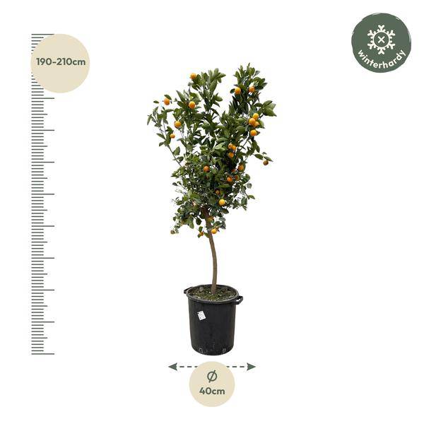 Orangenbaum - Zwergorange - Citrus Calamondin - 200cm - ø40cm