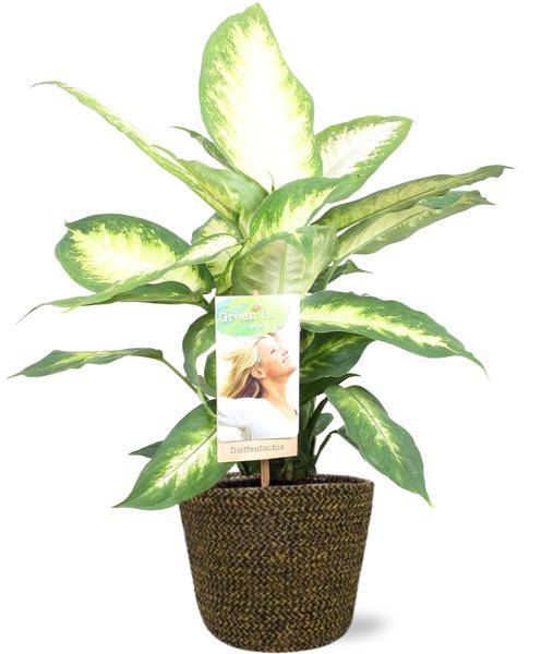 Dieffenbachia Camilla – Dieffenbachie – Zimmerpflanze – Ø17cm – ↕45cm – Inkl. Selin Topf Schwarz Ø18x16cm – Tropisches Flair für Wohnräume & Büro