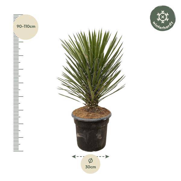 Australische Faserpalme - Yucca Filifera Australis - Zimmerpflanze - 100cm - ø30cm