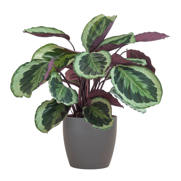 Calathea Medaillon 65cm – Korbmarante Zimmerpflanze Ø21cm im grauen Viber Topf – tropische Grünpflanze mit dekorativen Blättern