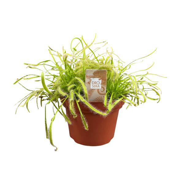 Kap-Sonnentau - Drosera Capensis - Zimmerpflanze - Ø12cm - ↕17cm