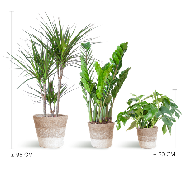 Schatten-Pflanzset Lissabon Weiß – Zimmerpflanzen mit Korb – Halbschatten-Pflanzen-Mix – Monstera, Zamioculcas & Dracaena – Nachhaltiger Jutekorb