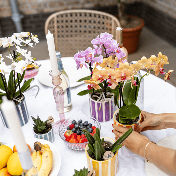 Topf - Bemalter Streifen - Gelb - Ø6cm