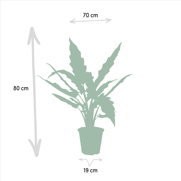 Pflanzenset - Pfeilblätter - Alocasia Zebrina - Ø19cm - ↕75cm + Alocasia Lauterbachiana - Ø19cm - ↕75cm