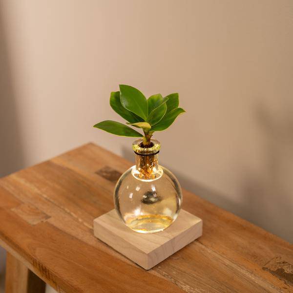 Clusia Hydroponie-Pflanze im Samoa Glas mit LED-Beleuchtung – Ø4cm × 10cm – Grünes Blattdekor für Innenräume – Pflegeleicht & Wasserbasiert