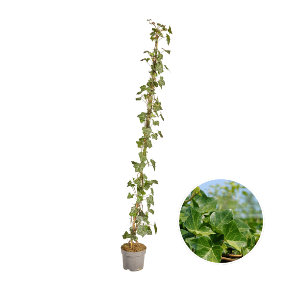 Hedera Hibernica – Efeu – gestäbt – Höhe 125-150cm – Immergrüne Kletterpflanze – robuste Heckenpflanze für Garten, Balkon & Terrasse