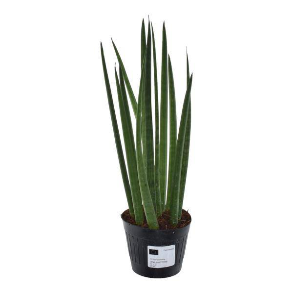 Sansevieria cylindrica Bacularis Mikado – Bogenhanf – pflegeleichte Zimmerpflanze – luftreinigend – ↕38cm – Ø10,5cm