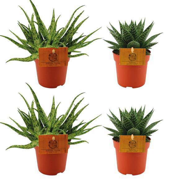 2x Aloe Spider + 2x Gasteria Hybrid Aurora - Zimmerpflanze - Ø10.5cm - ↕10cm