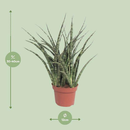 Bogenhanf - Sansevieria Fernwood Punk - Zimmerpflanze - Ø12cm - ↕35cm