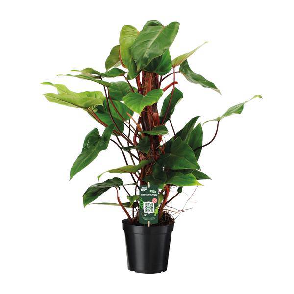 Baumfreund - Philodendron Roter Smaragd - Zimmerpflanze - Ø19cm - ↕80cm